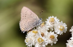 Satyrium sylvinus