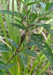 Neolasioptera eupatorii