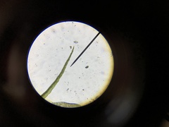 Dicranella schreberiana