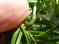 Contarinia pseudotsugae