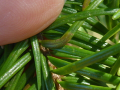 Contarinia pseudotsugae