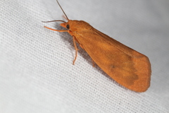 Virbia aurantiaca