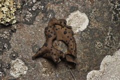 Umbilicaria