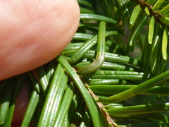 Contarinia pseudotsugae