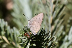 Satyrium sylvinus