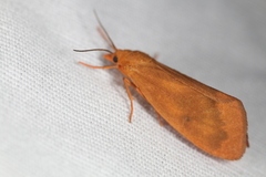 Virbia aurantiaca