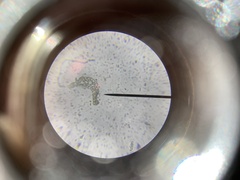 Dicranella schreberiana