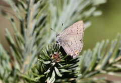 Satyrium sylvinus