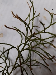 Lycopodium deuterodensum