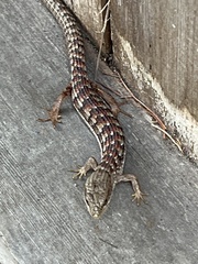 Elgaria multicarinata