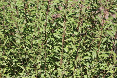 Salix atrocinerea