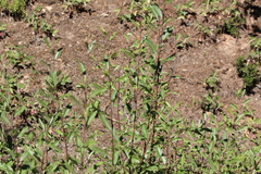 Salix atrocinerea