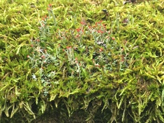 Cladonia cristatella