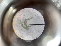 Dicranella schreberiana