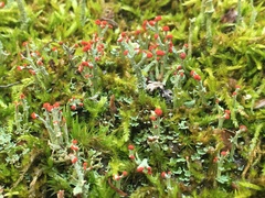 Cladonia cristatella