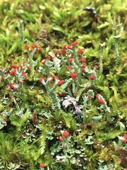 Cladonia cristatella