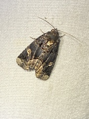 Homophoberia apicosa