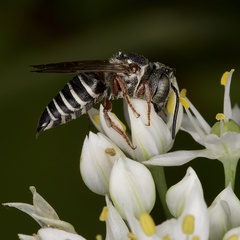Coelioxys octodentatus
