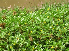 Ludwigia peploides