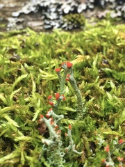 Cladonia cristatella