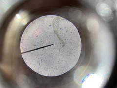 Dicranella schreberiana