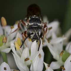 Coelioxys octodentatus