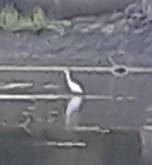 Ardea alba egretta