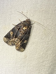 Homophoberia apicosa