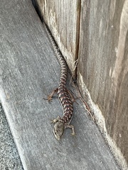 Elgaria multicarinata