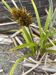 Carex macrocephala