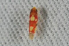 Erythroneura elegans