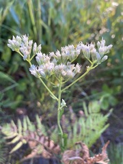 Eupatorium pilosum