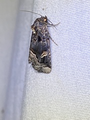 Homophoberia apicosa