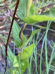 Eupatorium pilosum