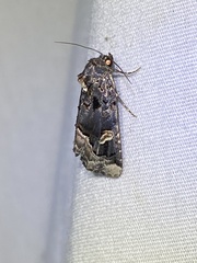 Homophoberia apicosa