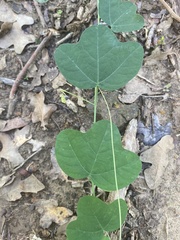 Passiflora lutea