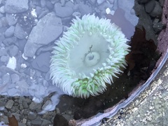 Anthopleura xanthogrammica