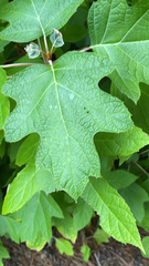 Hydrangea quercifolia