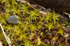 Syntrichia