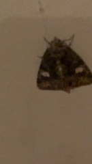 Phosphila miselioides