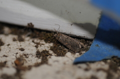 Spodoptera exigua