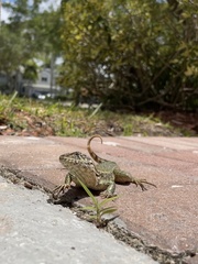 Leiocephalus carinatus