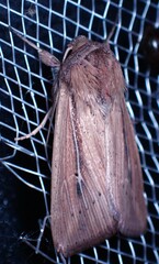 Leucania phragmitidicola