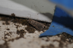 Spodoptera exigua