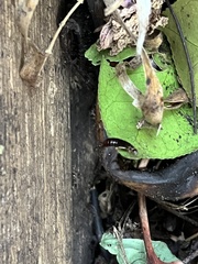 Forficula auricularia