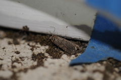 Spodoptera exigua