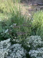 Eupatorium perfoliatum