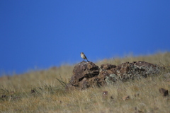 Oenanthe isabellina