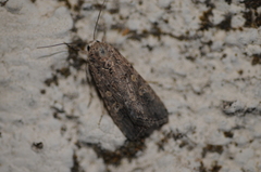 Spodoptera exigua