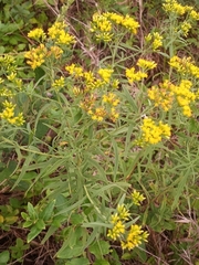 Euthamia graminifolia